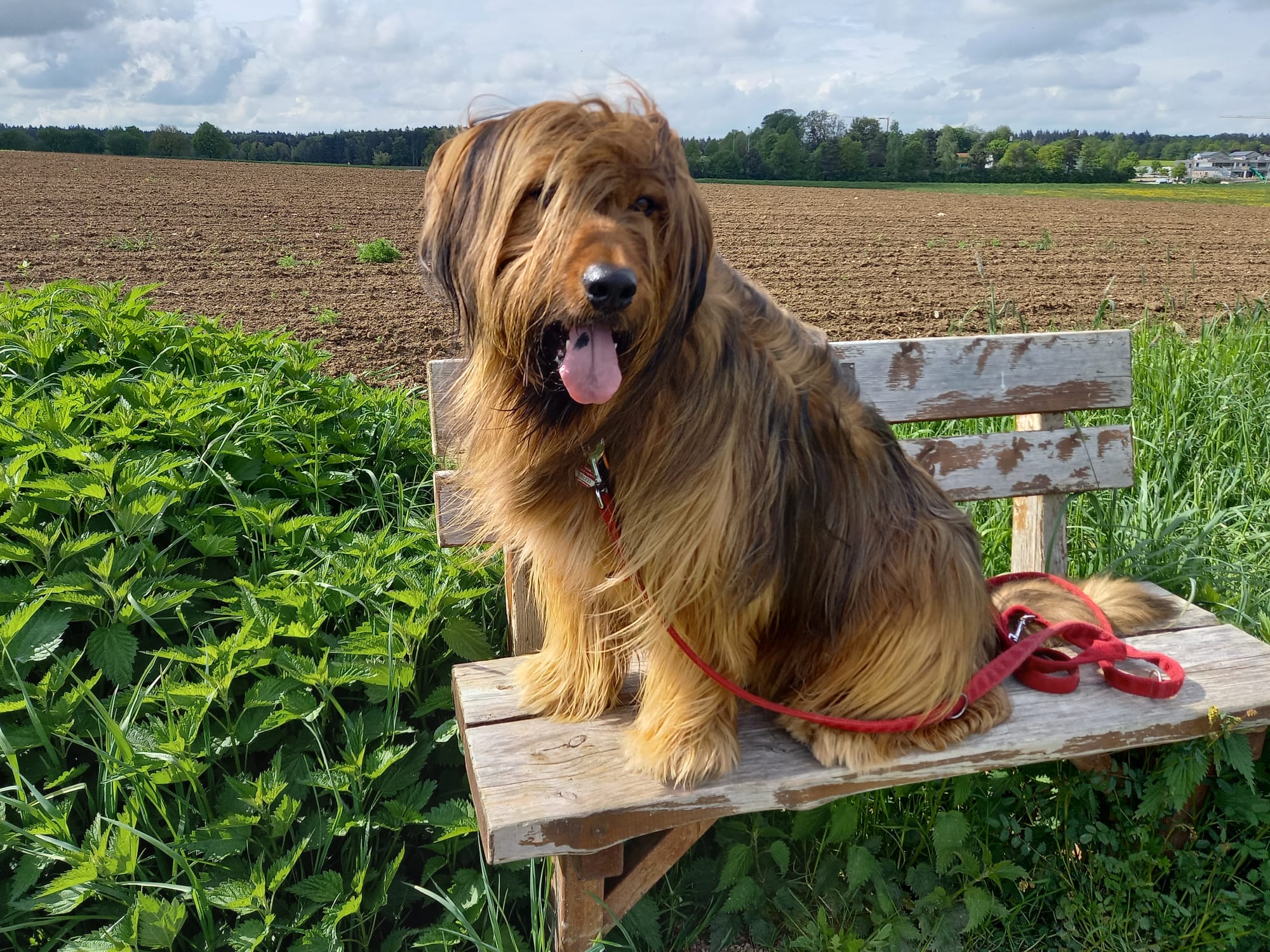 Wäller von der Straubenhalde